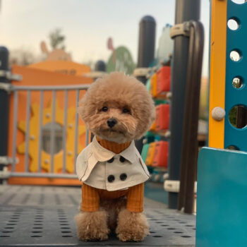 Dog Bandana Burberry - 2025 - Puppy Streetwear Shop Dog Bandana Burberry - 2025 - Puppy Streetwear Shop