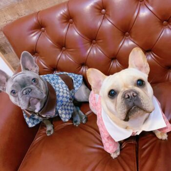 Dog Jacket Pawcci - 2025 - Puppy Streetwear Shop