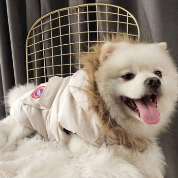Canada Goose-Inspired Dog Jacket - 2026 - Puppy Streetwear Shop