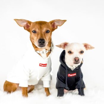 Dog Hoodies Supreme - 2025 - Puppy Streetwear Shop